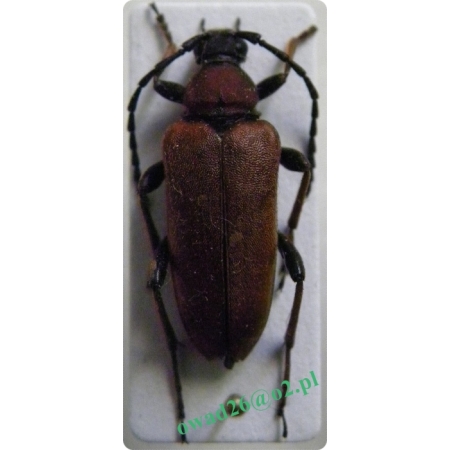 Stictoleptura rubra (Linnaeus, 1758) female Zmrosznik czerwony